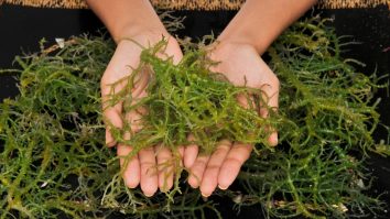 Salvarea planetei poate veni de la o fermă din New York. Algele care ajută la reducerea emisiilor de metan ale animalelor