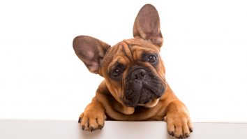 Tot ce trebuie să ştii înainte să cumperi un Bulldog francez