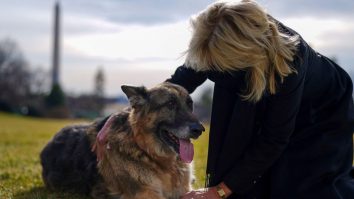 Câinii prezidențiali din SUA, invitați speciali la Puppy Bowl. Mesajul transmis de Jill Biden