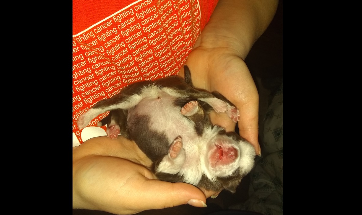 Un pui de câine s-a născut cu șase picioare. „Este capabil să meargă ca un cățeluș obișnuit”