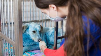 Câini colorați Rusia