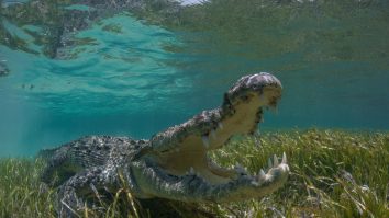 Crocodil, capturat și eutanasiat, în Australia, după ce a mânact un pescar