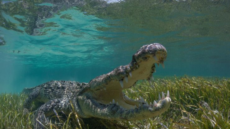 Crocodil, capturat și eutanasiat, în Australia, după ce a mânact un pescar