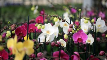 O colonie de orhidee rare, descoperită pe acoperișul unei clădiri de birouri. Explicația specialiștilor