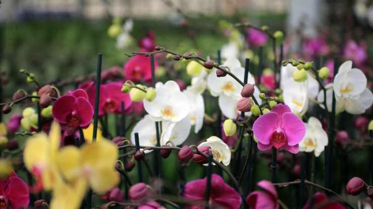 O colonie de orhidee rare, descoperită pe acoperișul unei clădiri de birouri. Explicația specialiștilor