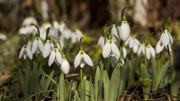 Ghioceii, specie protejată în România. Expert în mediu: Autoritățile sunt „incapabile“ să implementeze legislația