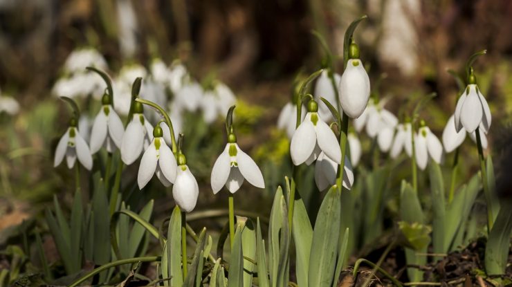 Ghioceii, specie protejată în România. Expert în mediu: Autoritățile sunt „incapabile“ să implementeze legislația