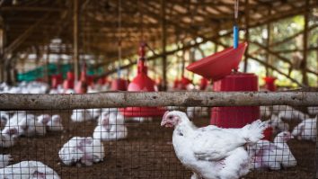 Rusia a depistat la oameni primele cazuri din lume de gripă aviară H5N8
