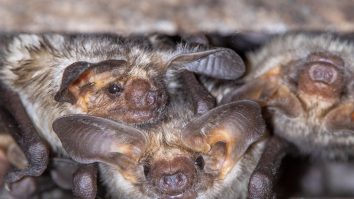 Cercetătorii au descoperit un nou tip de coronavirus. Conține anticorpi care pot neutraliza SARS-CoV-2