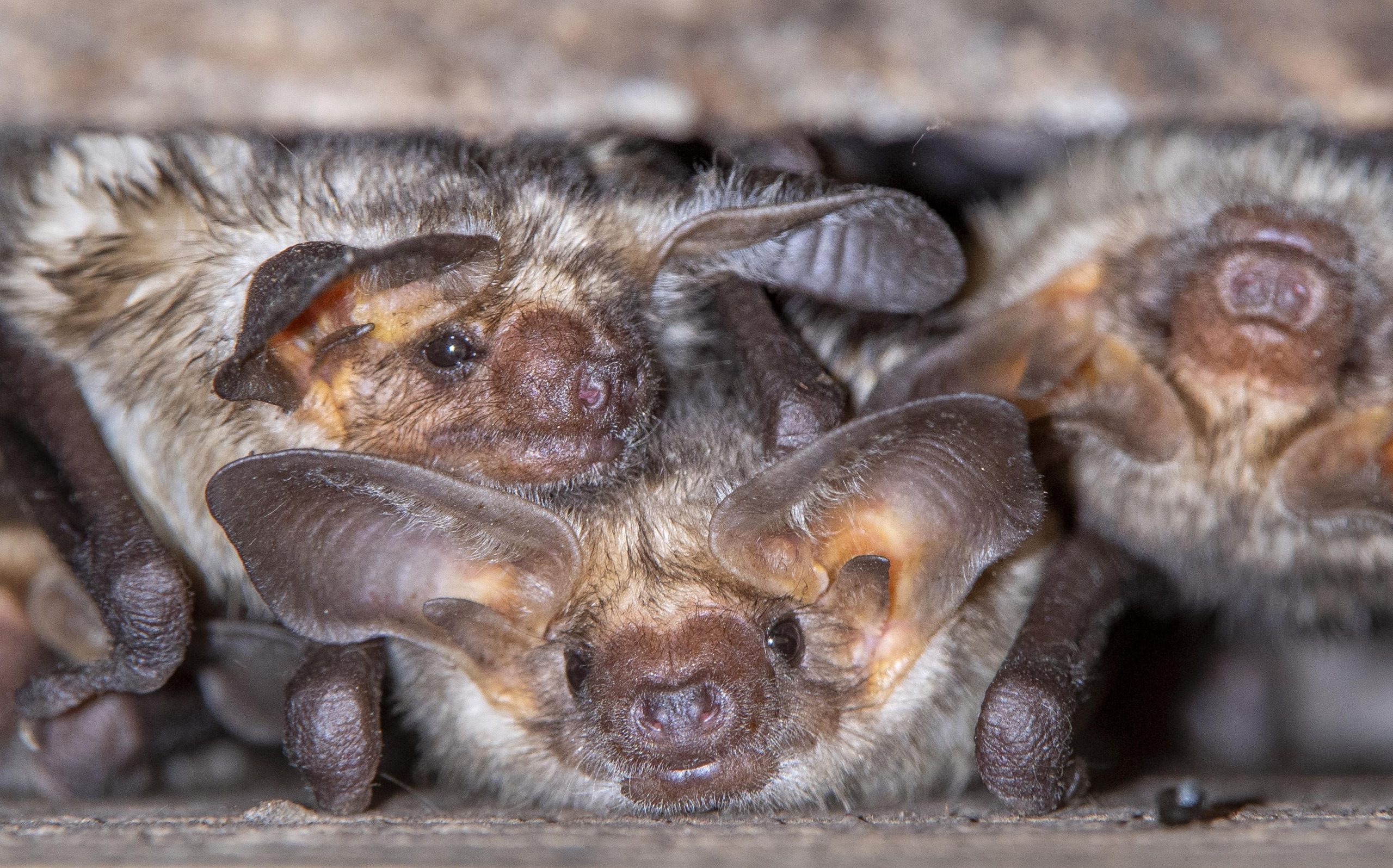 Cercetătorii au descoperit un nou tip de coronavirus. Conține anticorpi care pot neutraliza SARS-CoV-2