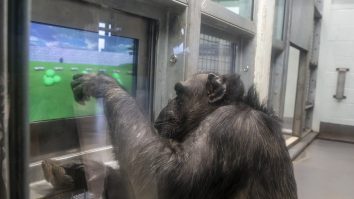 Elon Musk a conectat creierul unei maimuțe la un joc video. Invenția ar putea fi folosită în tratarea demenţei