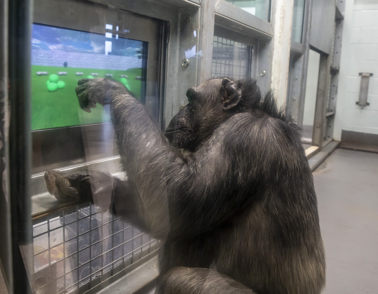 Elon Musk a conectat creierul unei maimuțe la un joc video. Invenția ar putea  fi folosită în tratarea demenţei, susține un medic