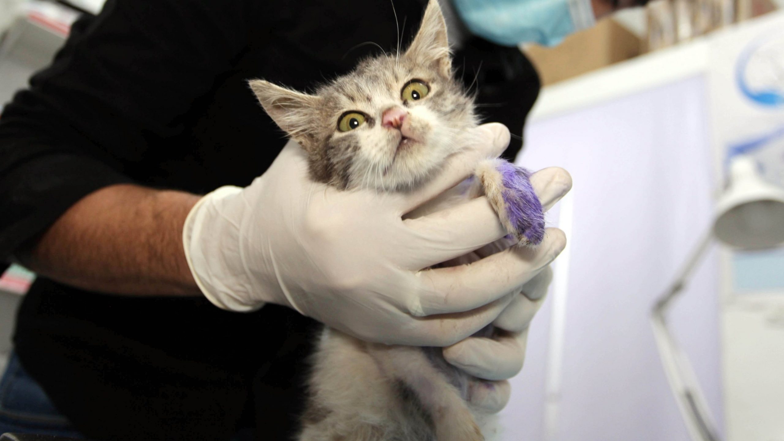 Italia anunță primul caz de infectare cu tulpina britanică la animale. Explicațiile specialiștilor