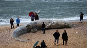 Imaginile șocante ale dezastrului ecologic din Israel. O balenă moartă, de 17 metri, adusă de valuri pe o plajă. FOTO