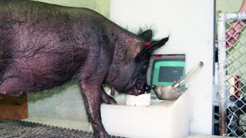 Porcii, mari pasionați de gaming. Cercetătorii au descoperit că pot juca jocuri video cu râtul