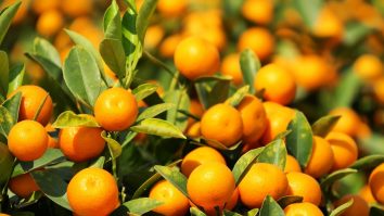 Au evitat taxele, dar au făcut ulcer bucal. Patru bărbați au mâncat pe loc 30 de kilograme de portocale în aeroport