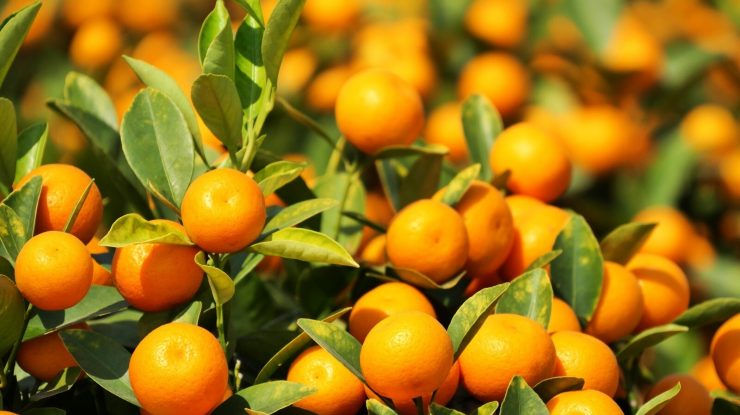 Au evitat taxele, dar au făcut ulcer bucal. Patru bărbați au mâncat pe loc 30 de kilograme de portocale în aeroport