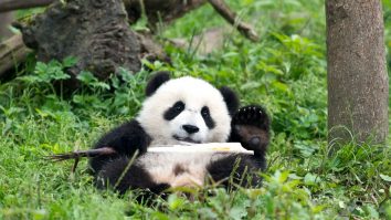 De ce este ursul panda alb-negru? Cercetătorii au găsit răspunsul