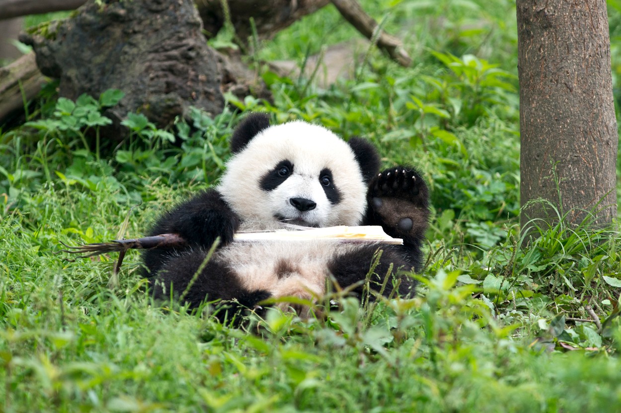 De ce este ursul panda alb-negru? Cercetătorii au găsit răspunsul