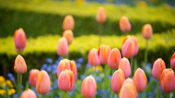 Prognoza meteo pentru următoarele 4 săptămâni: Cum va fi vremea de Mărțișor