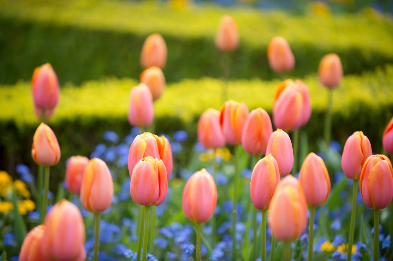 Prognoza meteo pentru următoarele 4 săptămâni: Cum va fi vremea de Mărțișor