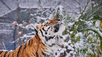 VIDEO. Un pui de tigru siberian a devenit vedeta grădinii zoo, după început să cânte ca un contratenor