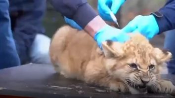 Trei pui de leu au fost vaccinați împotriva gripei. Cum au reacționat când au văzut acul