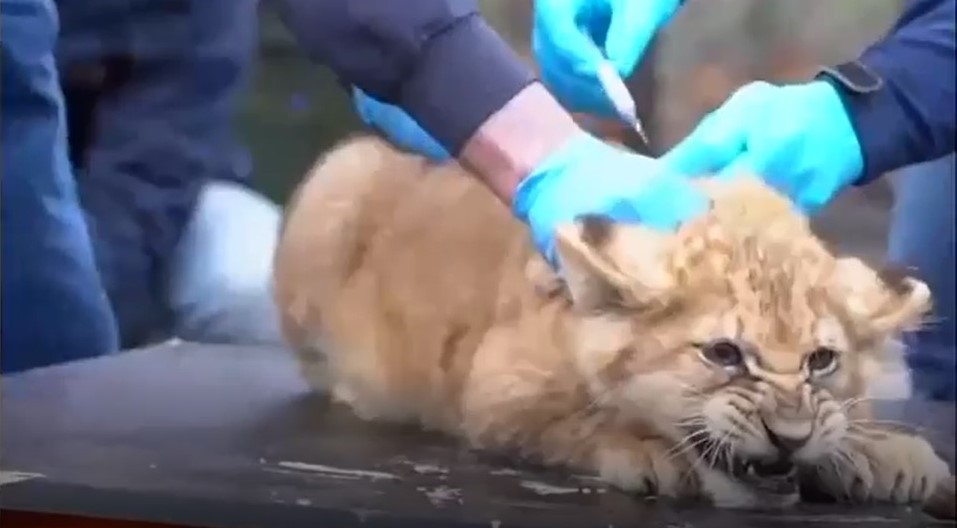 Trei pui de leu au fost vaccinați împotriva gripei. Cum au reacționat când au văzut acul
