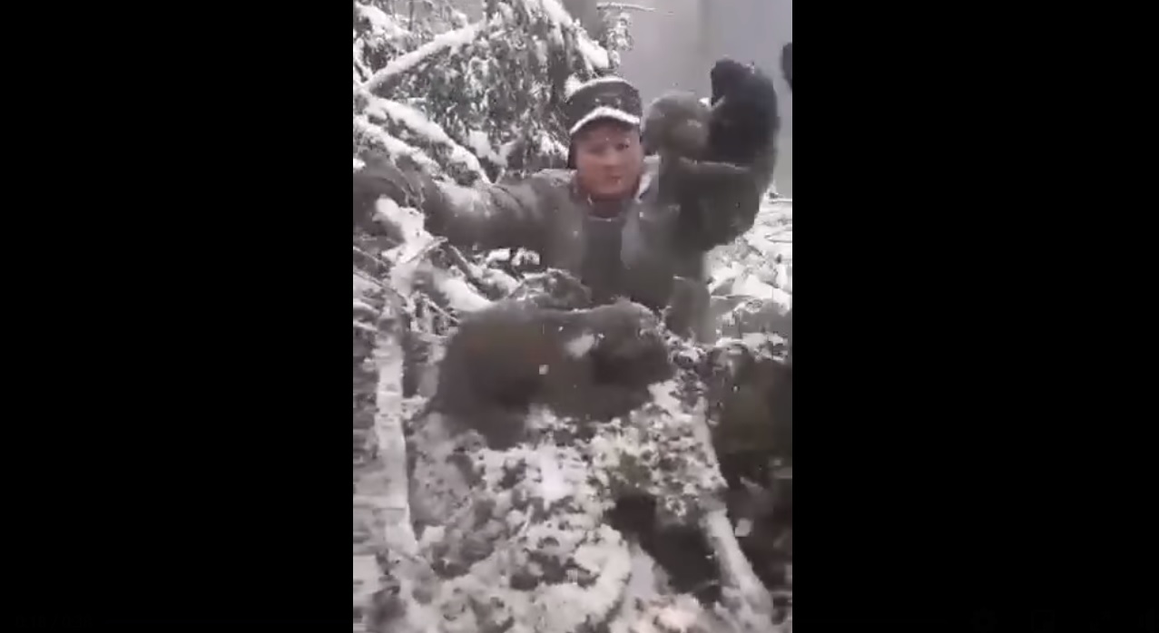 Imagini revoltătoare. Mai mulți pui de urs, scoși brutal din bârlog și aruncați în zăpadă, într-o pădure din Harghita. VIDEO