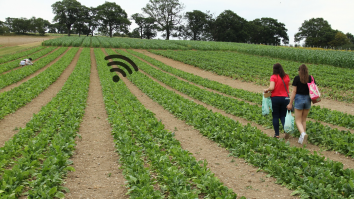 Oamenii de știință au învățat spanacul să trimită e-mailuri: „Am depășit bariera de comunicare între plante și oameni”