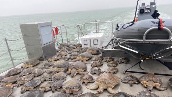 Țestoase salvate în Texas