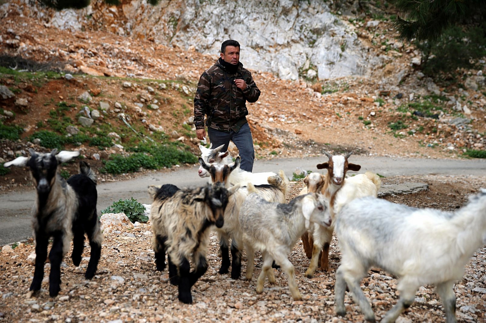 Păstoritul în 2021: un cioban turc își supraveghează caprele cu drona