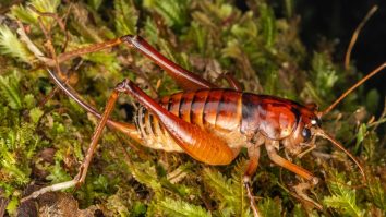 FOTO. O nouă specie de insectă a fost numită după premierul din Noua Zeelandă: Hemiandrus jacinda