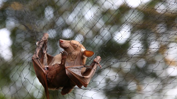 Noul virus asemănător COVID descoperit la liliecii din Rusia este rezistent la toate vaccinurile cunoscute