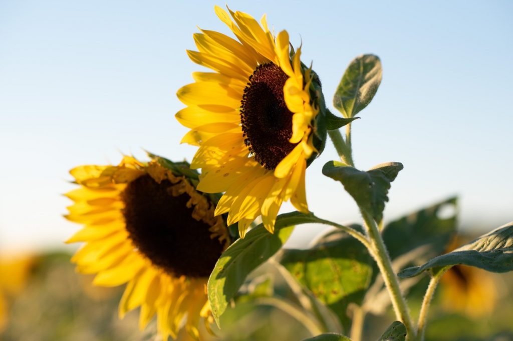 România este pe primul loc în Uniunea Europeană la producţia de floarea soarelui