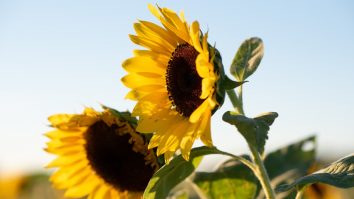 România este pe primul loc în Uniunea Europeană la producţia de floarea soarelui