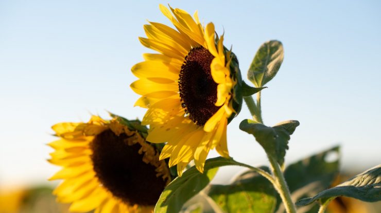 România este pe primul loc în Uniunea Europeană la producţia de floarea soarelui