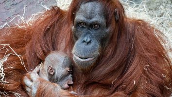 Urangutani-din-Sumatra