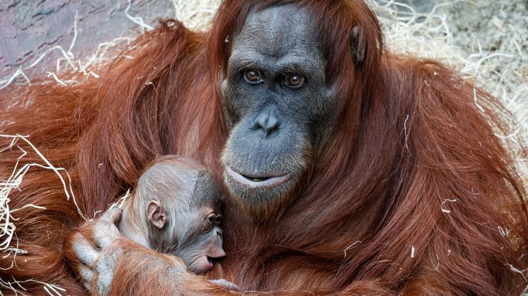 Urangutani-din-Sumatra