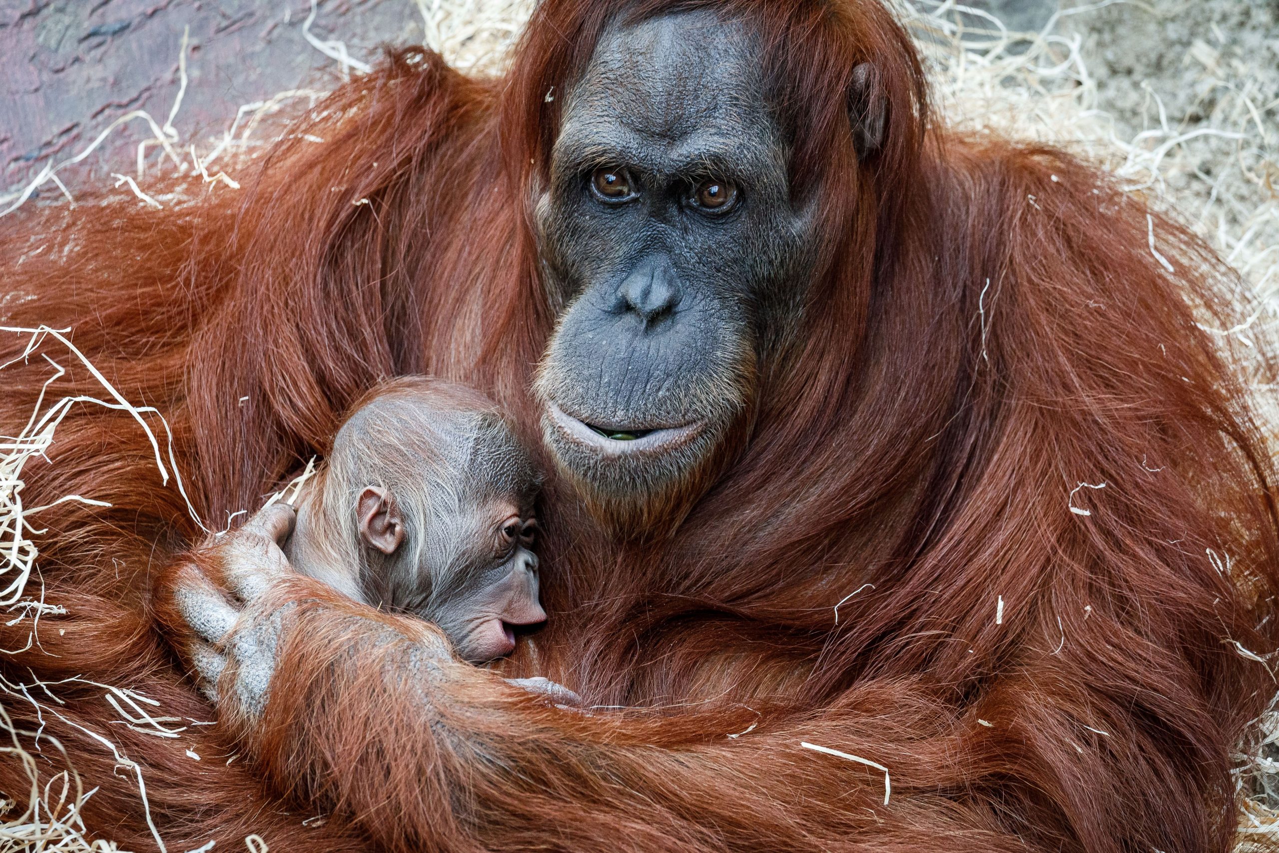 Indiferent de tipul de mașină pe care o conducem, producerea anvelopelor acesteia contribuie la dispariția urangutanilor