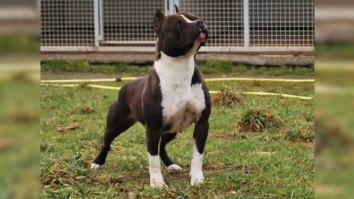 Câine omorât, închisoare