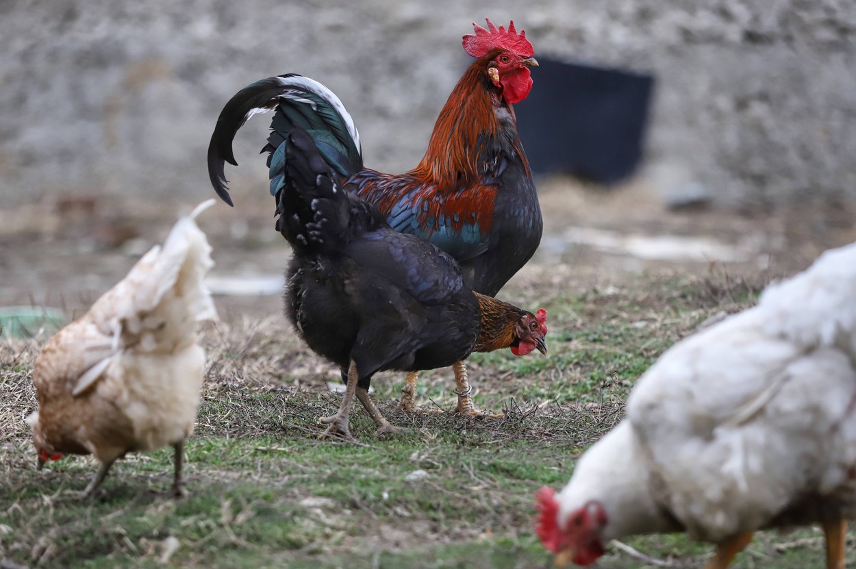 Un bărbat a fost omorât de propriul său cocoş. Îl pregătea pentru o luptă ilegală