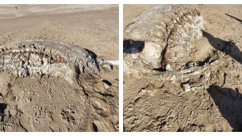 creatura-misterioasa