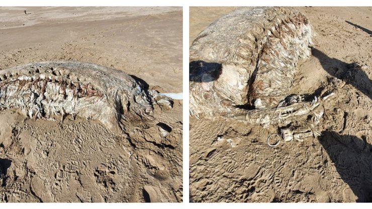 creatura-misterioasa