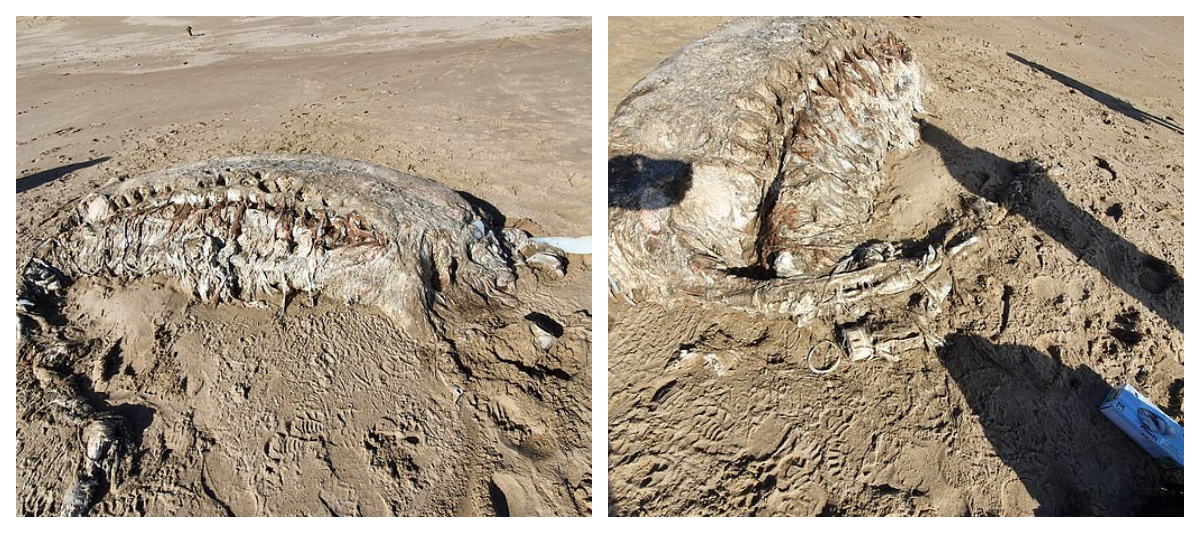 Cadavrul unui animal marin misterios a fost găsit în Ţara Galilor. Cântăreşte patru tone şi are peste 23 de metri lungime