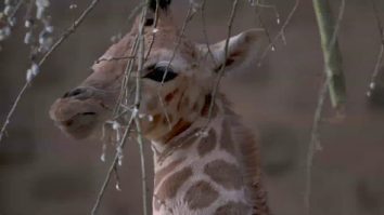 Sărbătoare la o grădină  zoologică din Marea Britanie. O girafă pe cale de dispariție a născut