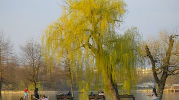 Construcții ilegale în parcul Regele Mihai - Herăstrău din Capitală, oprite de procurori