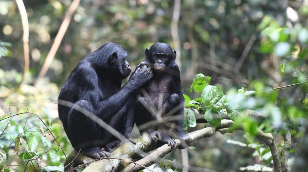 maimute-bonobo
