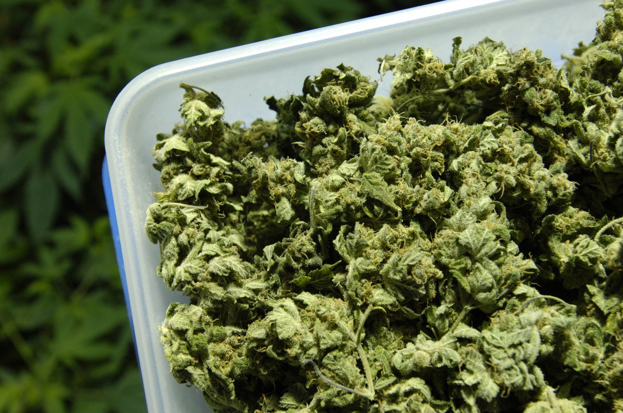 Casa Albă ar fi dat afară angajații care au recunoscut că au consumat marijuana