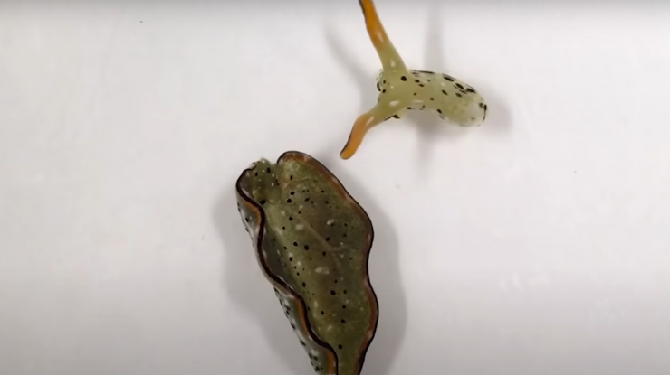 Melcii care se decapitează singuri și apoi își cresc un nou corp. Cum funcționează procesul